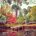 McENROE - Rugen las flores